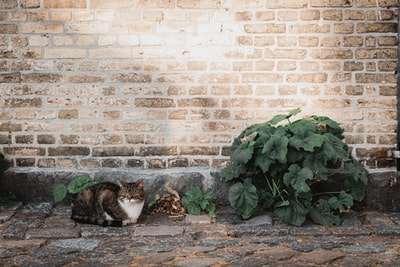棕色和白色的猫躺在绿色植物旁边的地上
